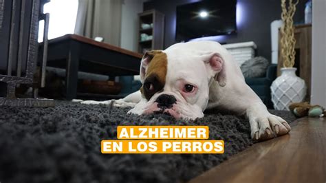 Como Saber Si Mi Perro Tiene Demencia