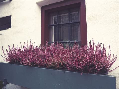 Pink Window Flowers Stock Image Image Of Closeup Botanic 70345695