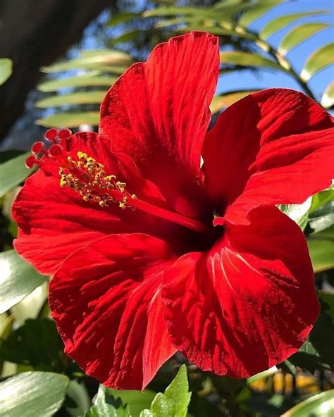 This Gorgeous Hibiscus 🌺 Paradies Blumen Schöne Blumen Exotische Blumen