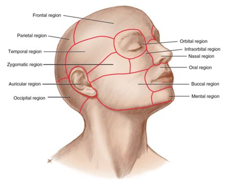 Chapter Surface Anatomy Flashcards Quizlet