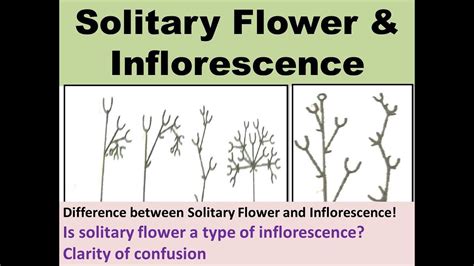 Part 01 Inflorescence Solitary Flower Terminal And Axial Solitary Flower Clarity Agrimiles