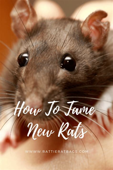 How To Tame New Rats Rattie Ratbags Pet Rat Cages Pet Rats Baby Rats