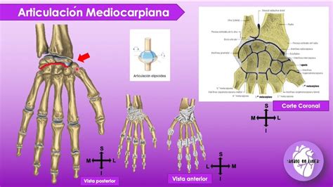 Articulaciones De Mu Eca Y Mano Anatoenlinea Youtube