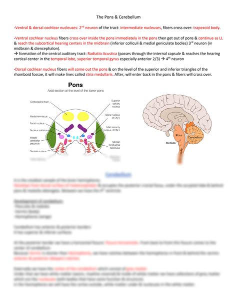 Solution Anatomy Cns The Pons Cerebellum Studypool