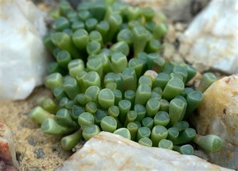 Baby Toes Succulents Care And Growing Guide