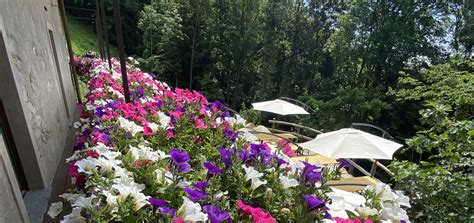 Rifugio Nel Bosco Di Alice Home