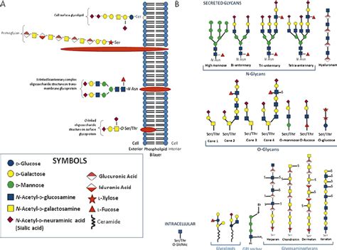 Glycosylation On The Mammalian Cell Surface A Diagrammatic