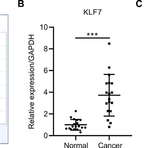 Knockdown Of Klf Suppresses Cell Proliferation And Migration A And