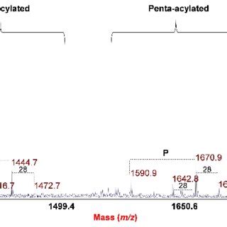 Negative Ion Maldi Tof Reflectron Mode Mass Spectrum Of The Lipid A