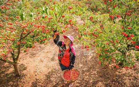 山东枣庄：金秋时节喜丰收 人民图片网