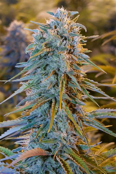 Comprare Blue Dream Femminizzata Humboldt Seeds