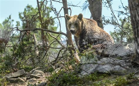 Ours Des Pyr N Es L Arr T Autorisant Les Tirs Deffarouchement En