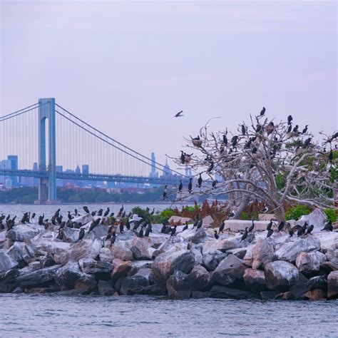 NYC Audubon is Now NYC Bird Alliance | NYC Bird Alliance