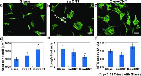 Adhesion And Proliferation Of Hmscs On Various Substrates Fluorescence