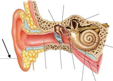 A P II Lab Exam 1 Eye Ear Endocrine Cardiovascular Flashcards