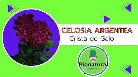 Crista de Galo PANCS - YouTube