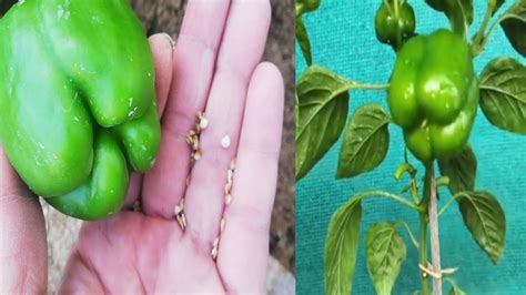 How To Grow Shimla Mirch At Home From Fresh Seeds L Capsicum L Behtarin Garden Youtube