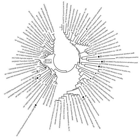 Maximum Likelihood Phylogenetic Trees Of Coi Protein Sequence Support