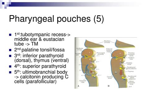 Ppt Anatomy And Embryology Of The Pharynx Powerpoint Presentation