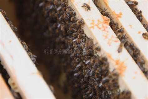 Bees On The Honeycomb Honey Cell With Bees Apiculture Apiary Wooden