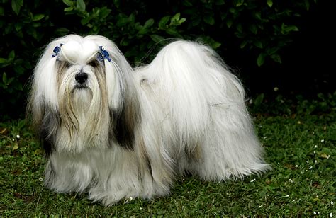 Tudo Sobre A Raça Lhasa Apso Tudo Sobre Cachorros