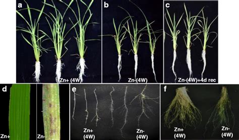 Effects Of Zn Deficiency On Rice Seedling Growth A B Root And Shoot Download Scientific