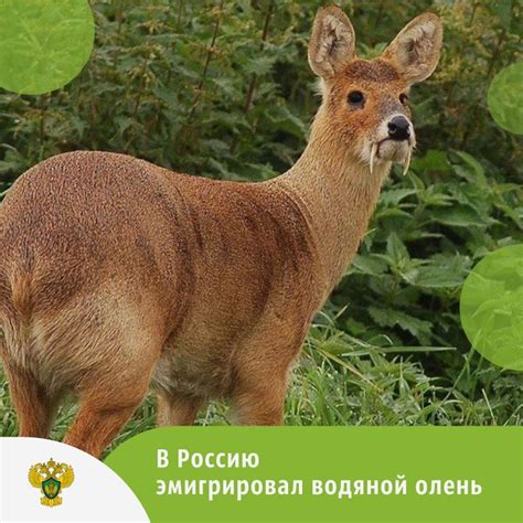 Водяной олень: новый вид копытных зафиксирован в России - Русский ...