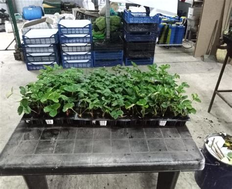 Саженцы клубники оптом и в розницу напрямую от производителя