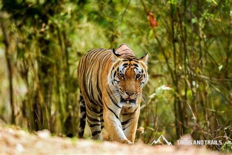 Kanha Tiger Safari Treks And Trails India