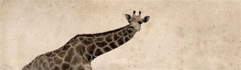 evolutionary mystery   giraffes neck
