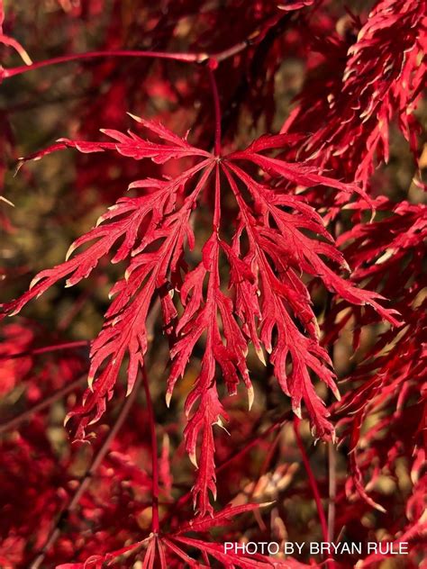 Acer Palmatum Tamukeyama Weeping Red Japanese Maple Artofit