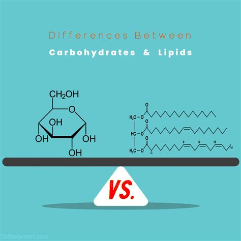 Carbohydrates Vs Lipids Key Nutritional Differences