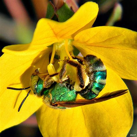 Green Sweat Bees Learn About Nature