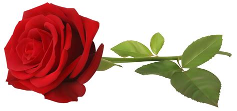 rose clipart transparent background   cliparts  images