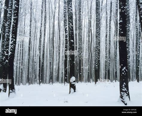 Frozen forest in winter Stock Photo - Alamy