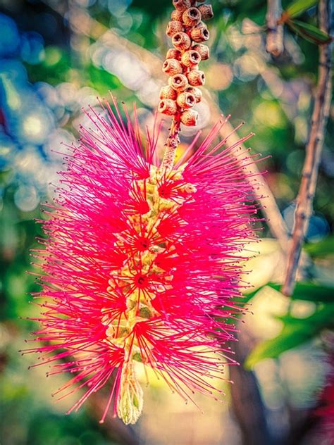 Bottlebrush Callistemon Flor Rosa Foto Gratis En Pixabay Pixabay