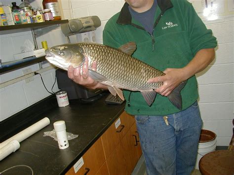 Grass Carp Ctenopharyngodon Idella Collection Record