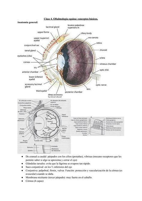 SOLUTION Clase 4 Oftalmolog A Equina Conceptos B Sicos Studypool