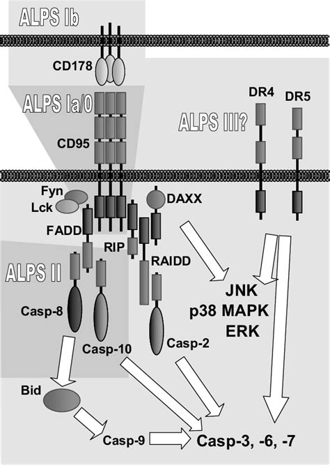 Figure From Autoimmune Lymphoproliferative Syndrome Impaired