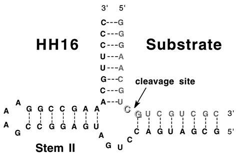 A Two Metal Ion Mechanism Operates In The Hammerhead Ribozyme Mediated