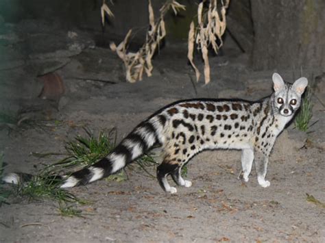 Genetta genetta dongolana / Small-spotted genet in zoos