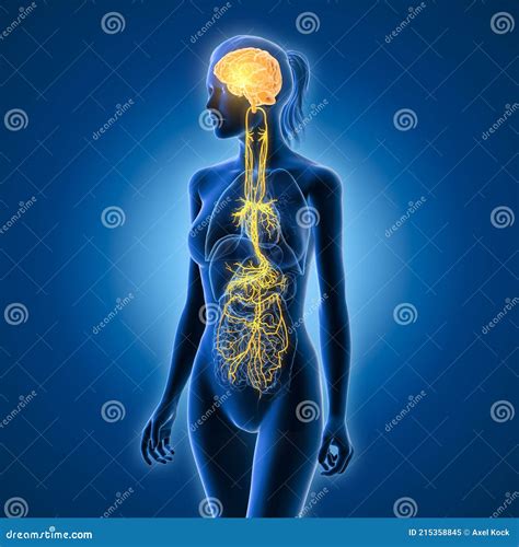 Vagus Nerve Diagram