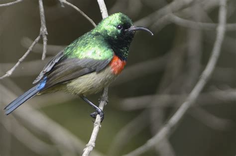 Eastern Double Collared Sunbird Holmen Birding Safaris