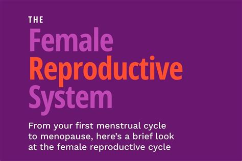 The Female Reproductive System Healthywomen