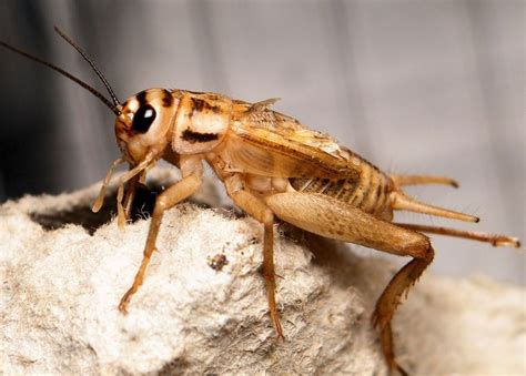 Grillo O Saltamontes Características Hábitat Propiedades Y Más