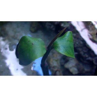 Rhizophora Mangle Rote Mangrove