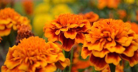 How To Identify And Control 9 Marigold Diseases Gardener S Path