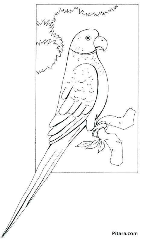 Macaw Coloring Page At Free Printable Colorings