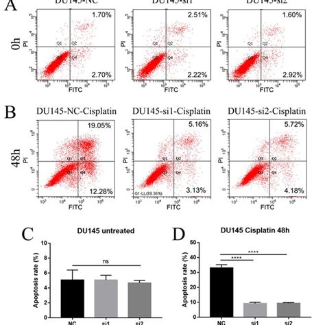 Loss Of Neil Promotes Cisplatin Resistance By Affecting Apoptosis