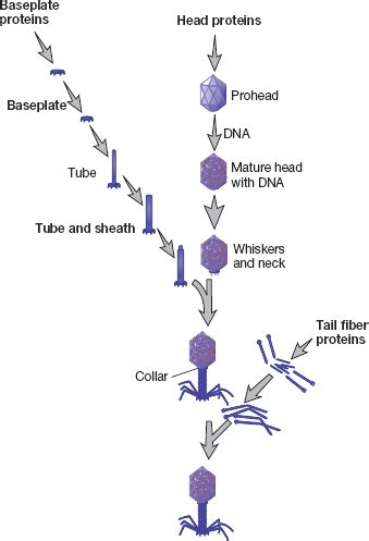 Ch6 2 Viral Life Cycles Flashcards Quizlet